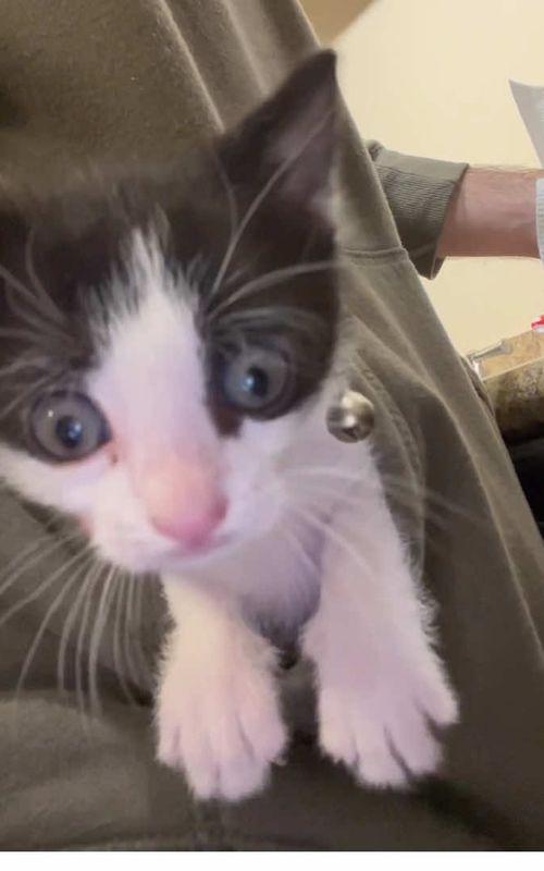 Kitten meow.#catsoftiktok #cat #cute #funnycats #funnyvideos 