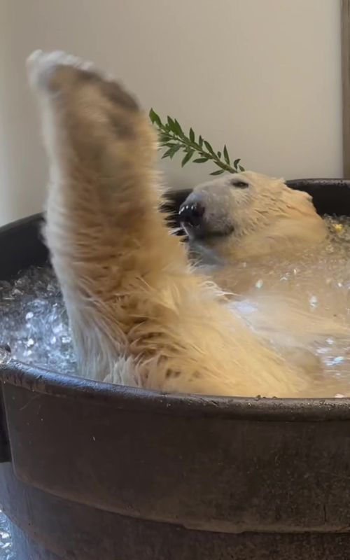 polar plunge!  Thank you Keeper Jill for the beary chill video 🧊  #PolarBear #ColdPlunge #asmr #animals #OregonZoo 