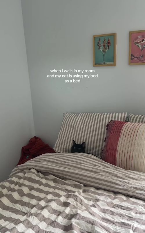 stop I wanna eat him  #fyp #cattok #pets #trending #charleston 