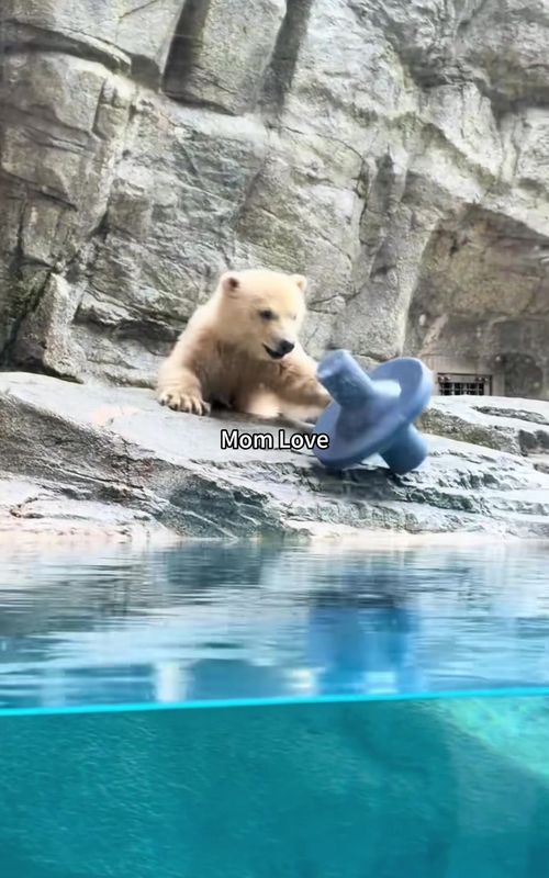When animal moms show their unconditional love💛#animals #Love #momlove #animallover #fyp 