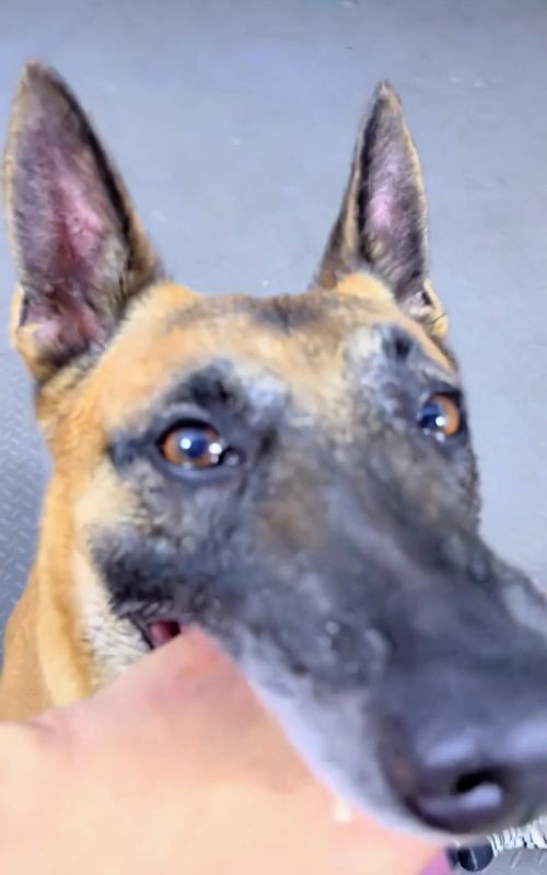 #DogTraining #SmartDogs #IntelligentAnimals #FunnyAnimals #Mastiff 