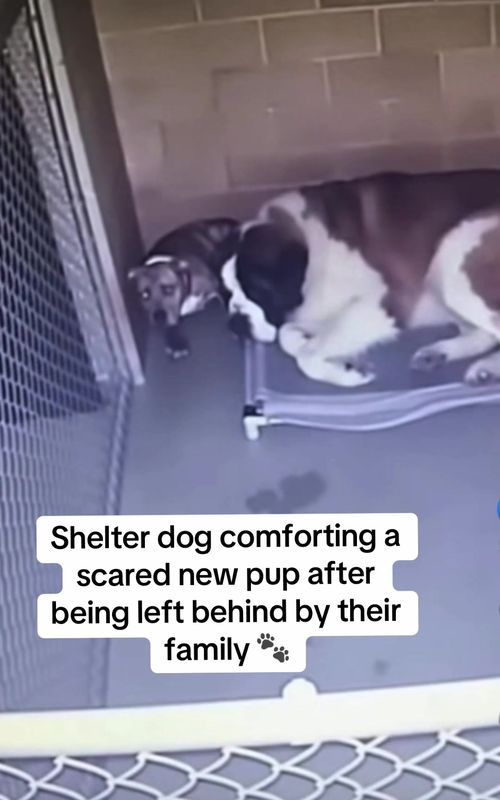 This moment was captured at Heartland Animal Sanctuary in Kansas City, Missouri. The smaller dog, Apollo, had just arrived after being rescued from a severe neglect situation. Staff said he had no socialization, no human kindness, and was so scared he wouldn’t eat or leave the corner of his kennel. Then this happened. Another shelter dog slowly walked over and stayed by his side… comforting him when no one else could. Dogs that have nothing still choose kindness. Give them a chance before you shop. They don’t need perfect homes… just someone who won’t give up on them. #fyp #adoptdontshop 