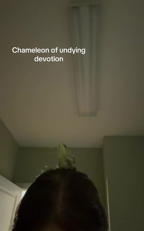 #chameleon #reptileowner #funnyreptiles #funnypets 