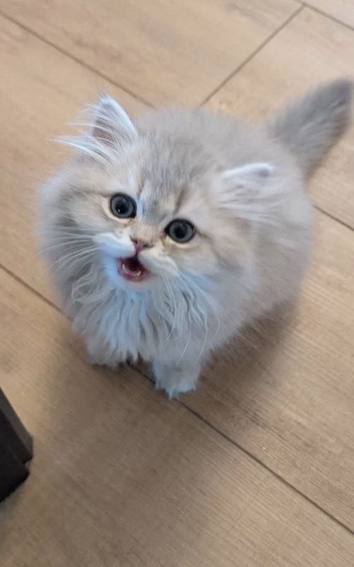 Fear? I don't know her. #kitten #catsoftiktok #persian 