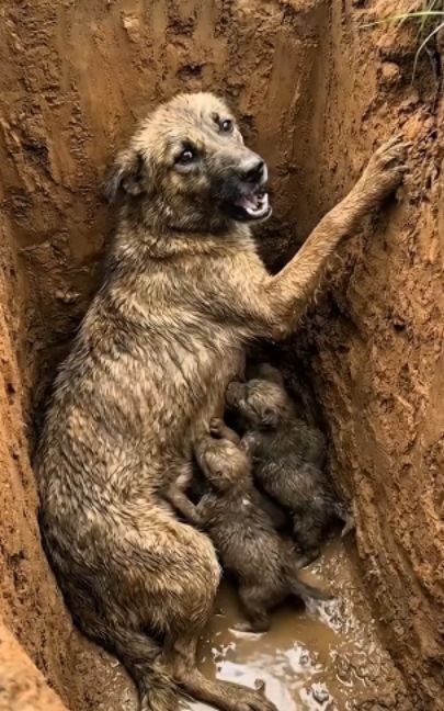 Desperate Mother Dog Trapped in Pit Cries Loudly, Unable to Escape  A heartbreaking moment as a mother dog is trapped inside a deep dirt pit, desperately trying to climb out but failing again and again. She screams loudly in panic while her tiny puppies cling tightly to her body, scared and helpless. Mud, exhaustion, and fear surround them as she struggles to save her babies but cannot reach the top. No music, only raw emotional sounds of her cries and the puppies' #himpers. #dogrescue #animalrescue #sadstory #motherlove #puppies #emotional #doglover #rescueanimals #heartbreaking #viralvideo #saveanimals #petlover #cryingdog #animalstory #helpanimals