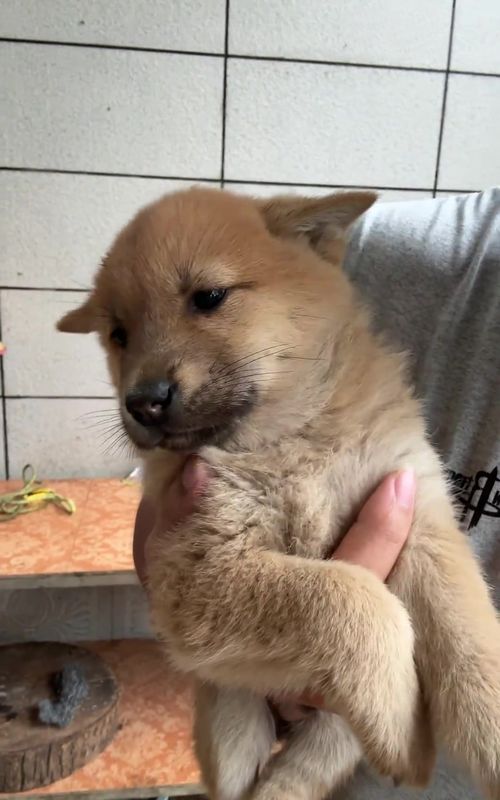 #puppy #cute #cutedog #petslover #dogsoftiktok 
