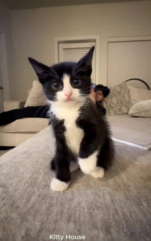 sweet kitten moments #cutekittens #kittenlove #kitten #cat #fyp 