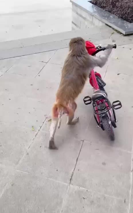 #粉丝一千万 #animals #funnyvideos #foryou #fypシ゚viral 