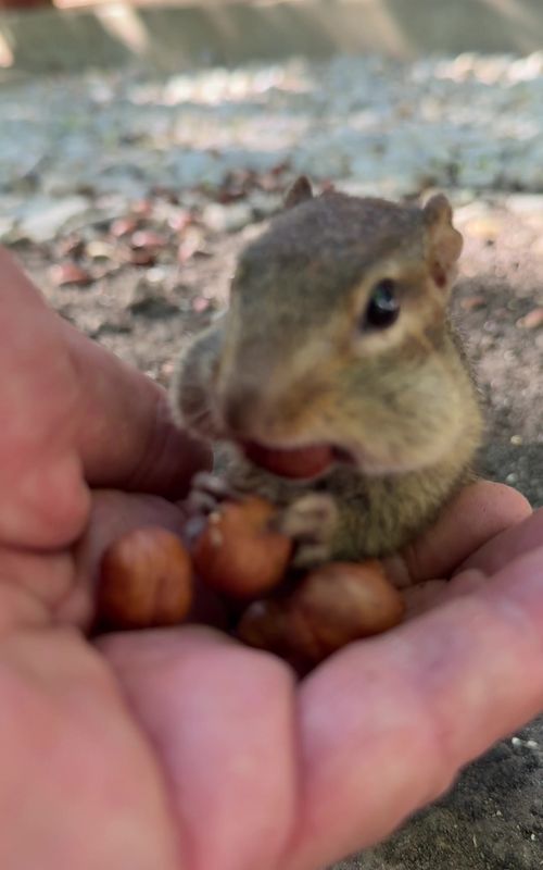 The great Squishy is back from hibernation, thank you God, fill the cheeks my sweet baby #fyp #chipmunks #cuteanimals #squishy 