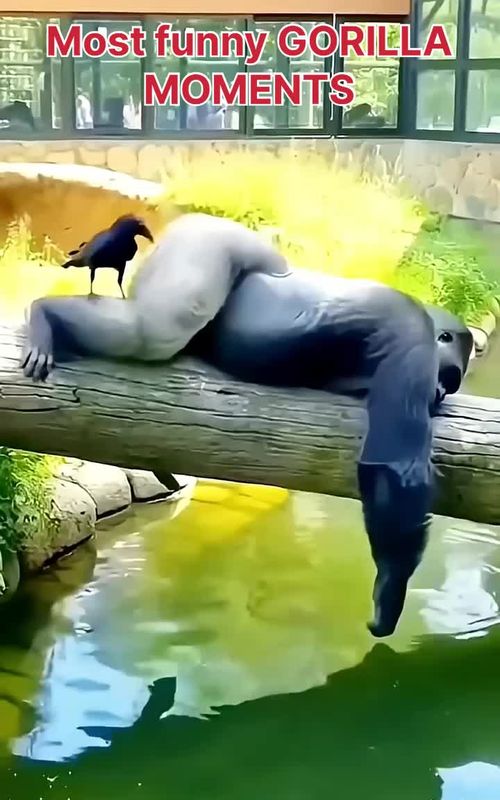 Gorilla compilation videos 🤣#gorilla #silverbackgorilla #compilations #babygorilla 