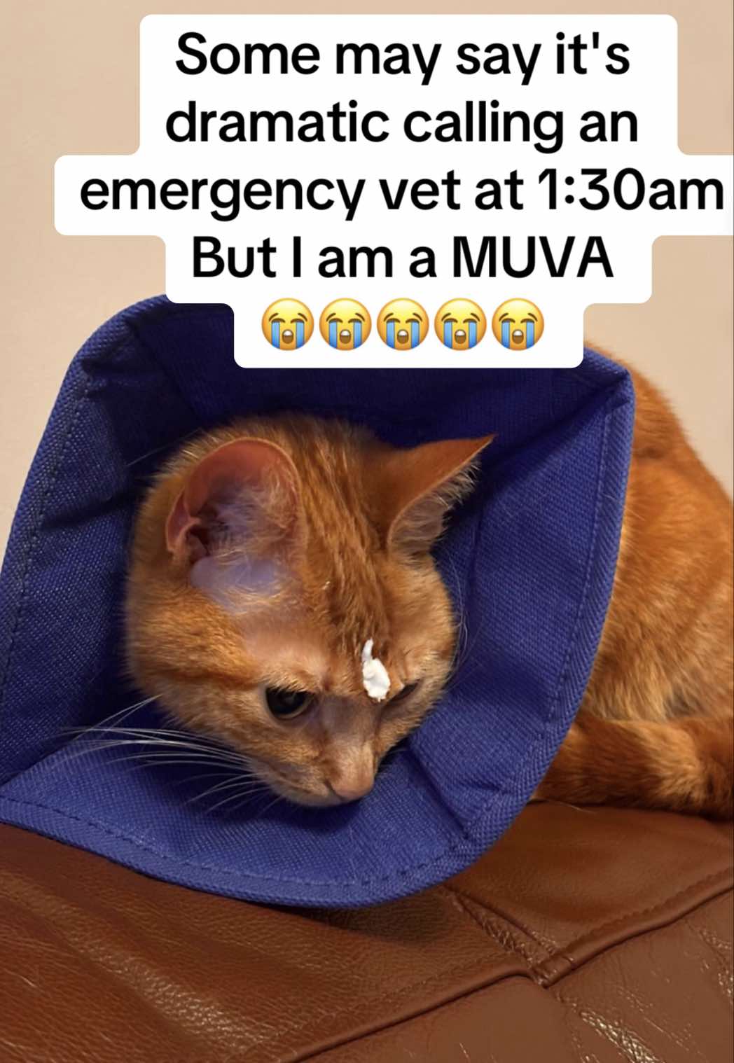 MY SHAYLAA 😭😭😭 don’t tell my mum how much the late visit cost 😬 but luckily it was just a surface wound x  #cattok 