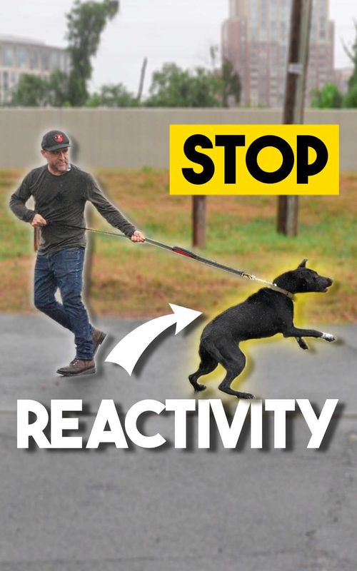 Struggling with reactivity? This is how to fix ANY reactive dog. Your dog is reactive because they don’t understand the expectations. They don’t know what is right and what is wrong, and the behavior of reacting is the most reinforcing behavior. To fix this, you correct your dog’s behavior of reacting… firm but fair. Your dog begins to learn that reacting is wrong, and that’s where it’s SO important to communicate the desired behavior. You create this clarity, and pretty soon, your dog is neutral and understands your boundaries.  - Do you want me to help you fix any behavioral issue with your dog or improve their responsiveness, click the link in my bio to learn more about my in person Board & Train Program in Northern Virginia or my fully virtual Dream Dog Program.  - #reactivity #DogTraining #reactivedog #balancedtraining #prongcollar 
