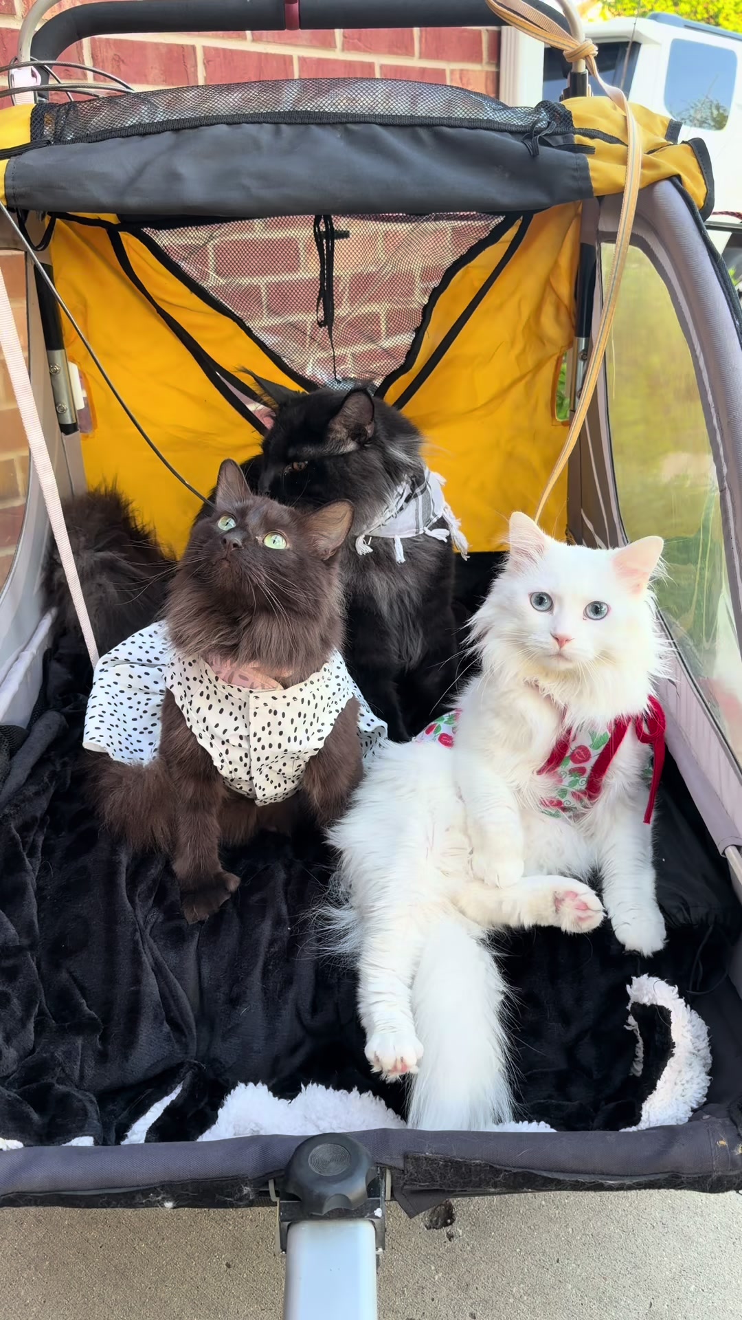 They were on their best behavior 😇 #aslan #mainecoon #PetsOfTikTok #petlovers #catsoftiktok 