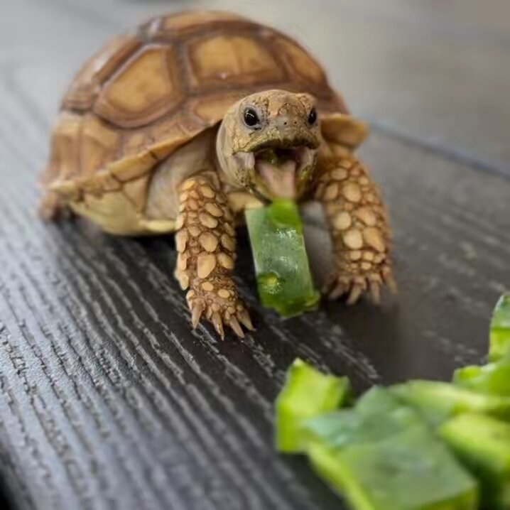 Fajita 🐢