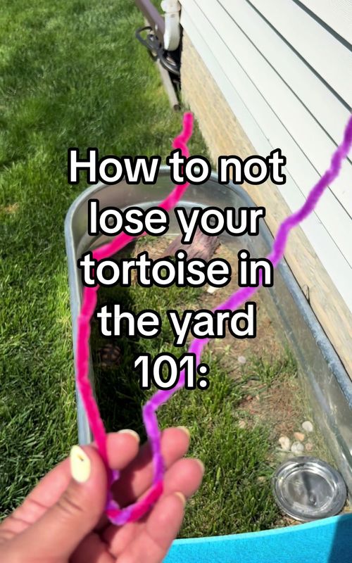 It’s genius, really. Tortoise life hacks are the best. #tortoise #animals #PetsOfTikTok 