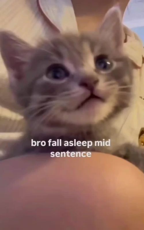 sweet kitten moments #cutekitten #kittenlove #kitten #cat #fyp 