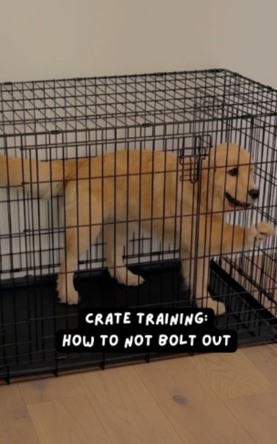 If your dog bolts out of the crate, it’s because they’ve never learned to wait. This is how you teach patience without saying a single command. #DogTraining #dogtrainer #dogs #dogtrainingtips #dogobedience #puppy #puppytraining