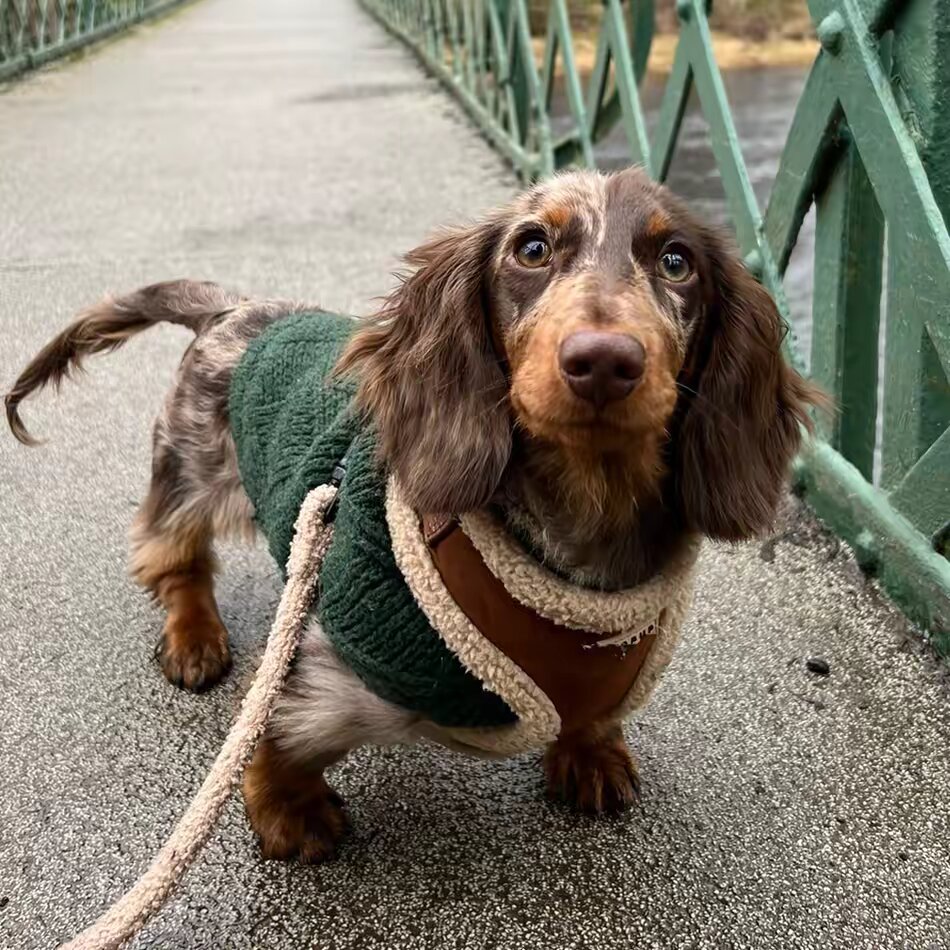 Franklin 🐶🌭