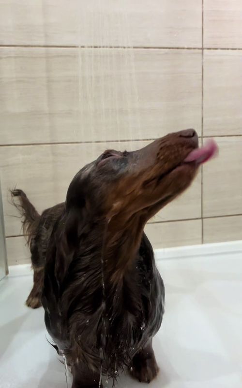 #miniaturedachshund #minidachshund #dachshund #dog 