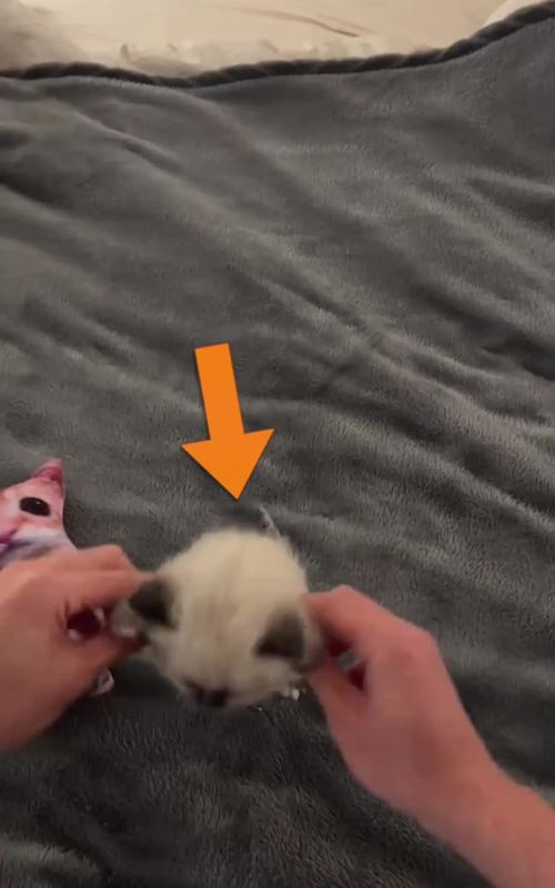 Things about kittens nobody tells you Kittens are born blind, deaf, and with zero smell. They eat ten meals a day, grow baby teeth at two weeks, dream before they even open their eyes, and learn to use the litter box completely on their own. These tiny furballs are way more impressive than most people realize. If you just got a kitten or you're thinking about it, save this so you know what to expect from your little ninja. #kittenfacts #catsoftiktok #babycats #kittenlife #catlover