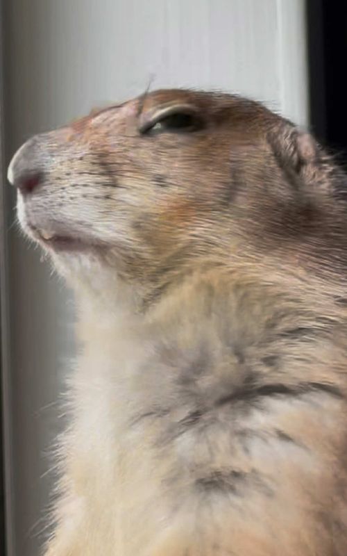 Loraine’s most VIRAL videos-updated compilation 🤎 #fyp #prairiedog #adorableanimals #cuteanimals #funnyanimals 