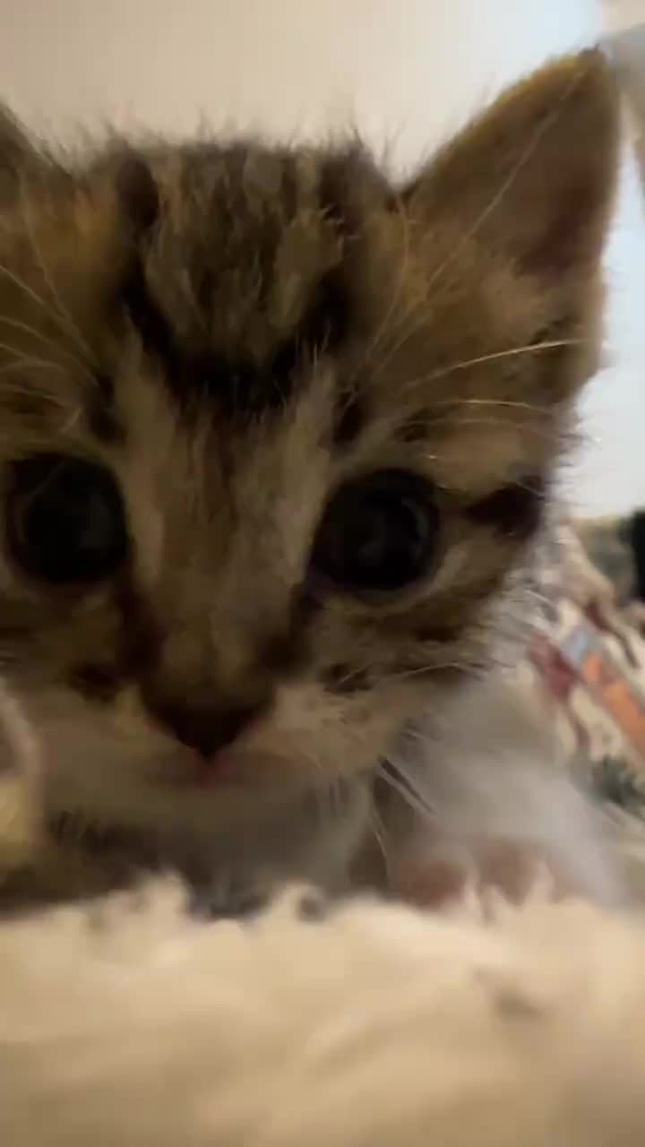 So cute #cutecat #pet #kucing #kitty #funny 