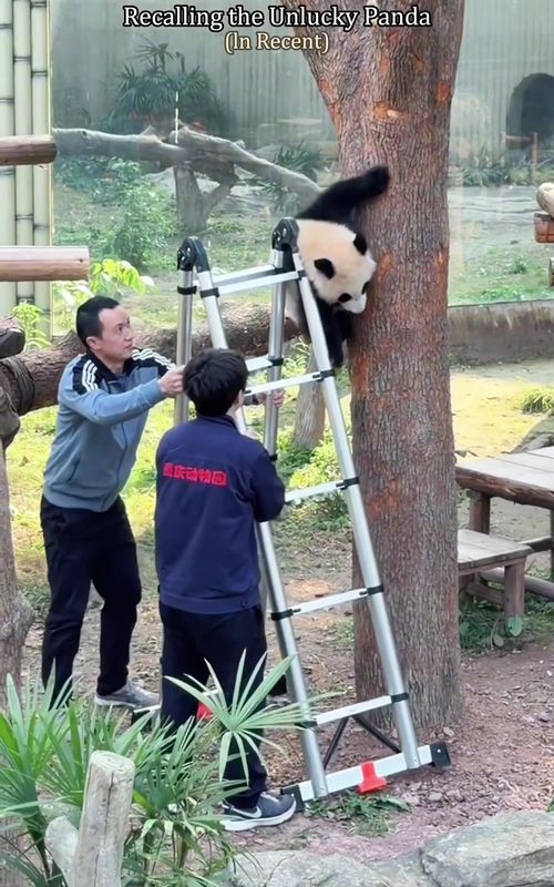 Unlucky pandas🐼—which ones have you seen?#panda #pandasoftiktok #cuteanimals #zoo #funnyanimals 