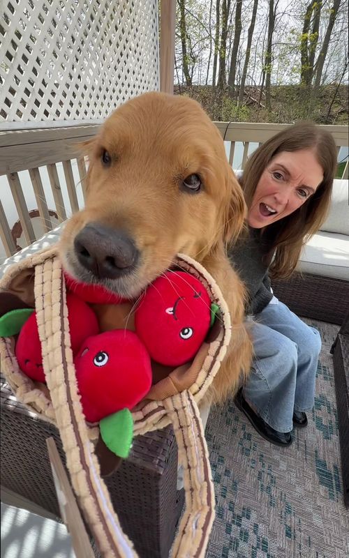 If you’re new here this is normal 😂 a little aggressive with the @Marshalls bag today lol #goldenretriever #dogsoftiktok my golden retriever loves his grandma!
