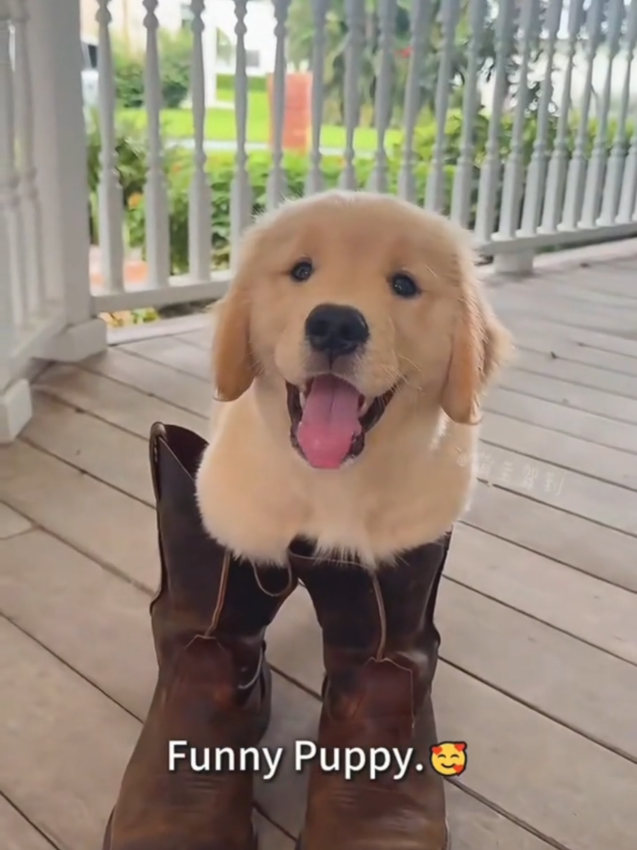 Funny Puppy 🐕🥰🥰🐾#doglover #dog #cutepets #baby #dogsoftiktok 