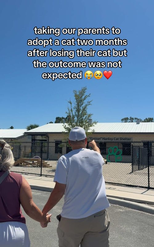 Losing Lenny a few months ago was so hard on my parents especially right after moving to Florida with him. I believe that Lenny made sure this outcome happened today 🥹❤️  #catshelter #rescue #wholesome #catsoftiktok #cattok 