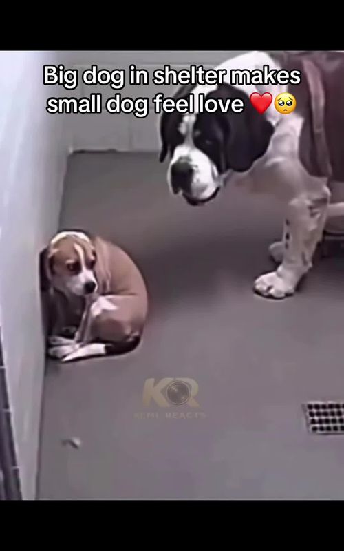 Shelter dog comfort small dog 🥺#dog #shelterdog #cute#Love#life