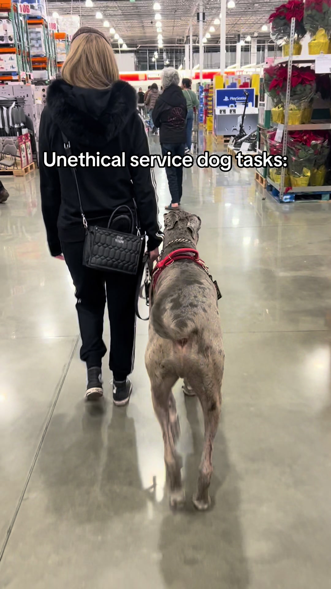 Can’t convince me otherwise.   Tethering: Using a service dog as an anchor to prevent elopement is both hazardous and unethical as it subjects the dog to repetitive physical trauma, and leads to long-term injury. You could instead tether the disabled individual to yourself.  Bracing: Placing your weight on a dog is fundamentally unsafe. The downward pressure on a dog's spine causes repetitive strain and irreversible skeletal damage. You should instead use a cane or a walker, and can even teach your dog to fetch a cane. A living animal is not a replacement for a mobility aid.  SH interruption: A dog trained to interrupt or grab a handler’s arm may accidentally be cut or hit. Ethically, a service dog should never be placed in a position where their physical safety depends on the control of someone in the middle of a psychiatric crisis. This really needs to be addressed with a therapist who can teach you coping skills, instead of relying on a dog. (Referring to any SH besides skin picking).  Finding help: The ADA does not grant immunity for a dog to run through public spaces unsupervised. Without the handler there, the service dog is extremely vulnerable to injury or being stolen. Not to mention that not everyone is kind to dogs. A lone service dog could be kicked, hit, or even taken by animal control. You could instead teach a bark alert, have a button they can press for help, or teach other response tasks.  #servicedog #workingdog #tasktrained #servicedoglife #servicedogsoftiktok 