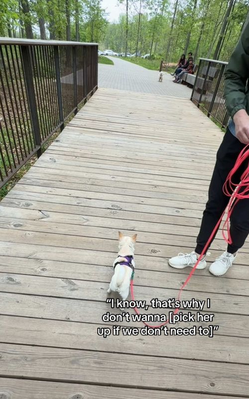 Insanely proud of Matilda for this!!! Especially after having a big reaction to another dog last week. Every positive experience is a win with a reactive dog. #DogTraining #dogtrainer #reactivedog #reactivedogtraining #chihuahua 