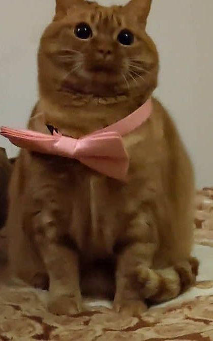 #fyp #cat #kitten #cuteanimals 