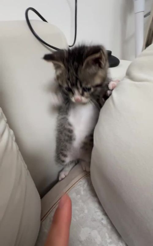 The kitten beat the human.