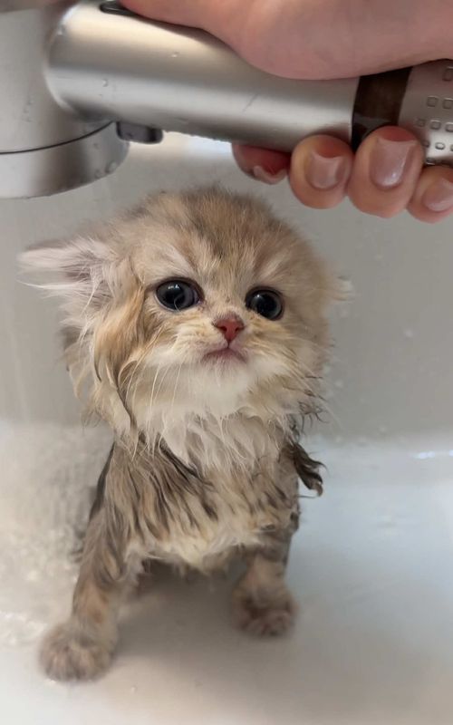 It’s a sad story #kitten #cute #cat 
