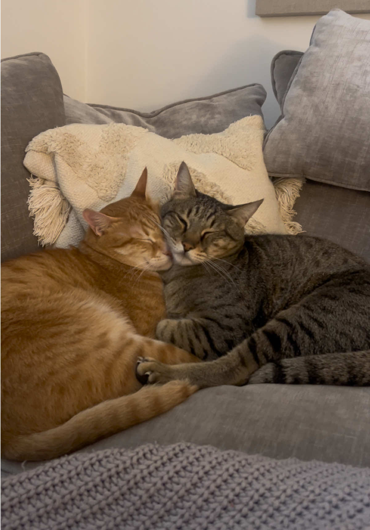 So cute #cat #pet #viral #catvideo #catlover 