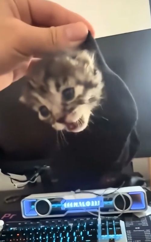 sweet kitten moments #kitten #kittensoftiktok #kittenlove #cat #viral 