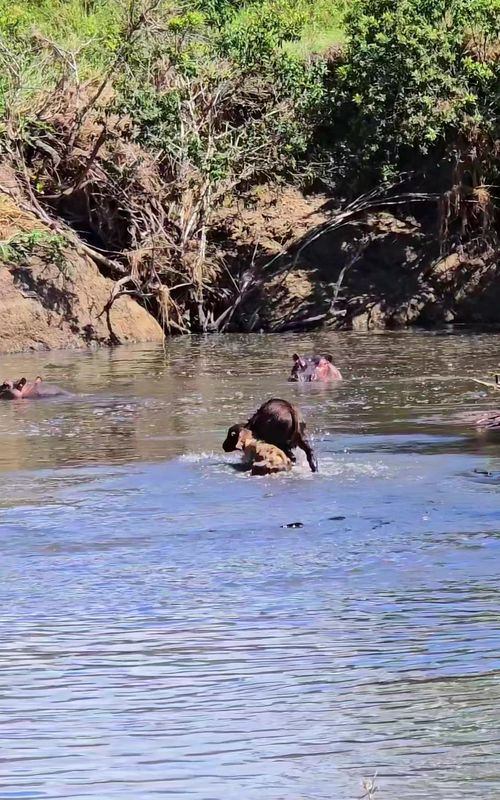 Hyena protecting the buffalo calve  Hippos are extremely territorial and may view the hyenas as intruders, leading the hippo to attack the predators to protect their own space—coincidentally saving the calf.