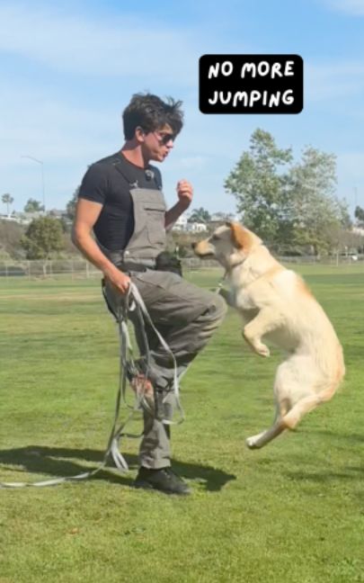 Most people react to jumping by backing up or pushing the dog away. That usually makes the behavior worse because they still move forward. The key is to use your knees and walk into their space. Watch how I do it with Theo. #DogTraining #dogtrainer #dogs #dogtrainingtips #dogobedience #puppy #puppytraining
