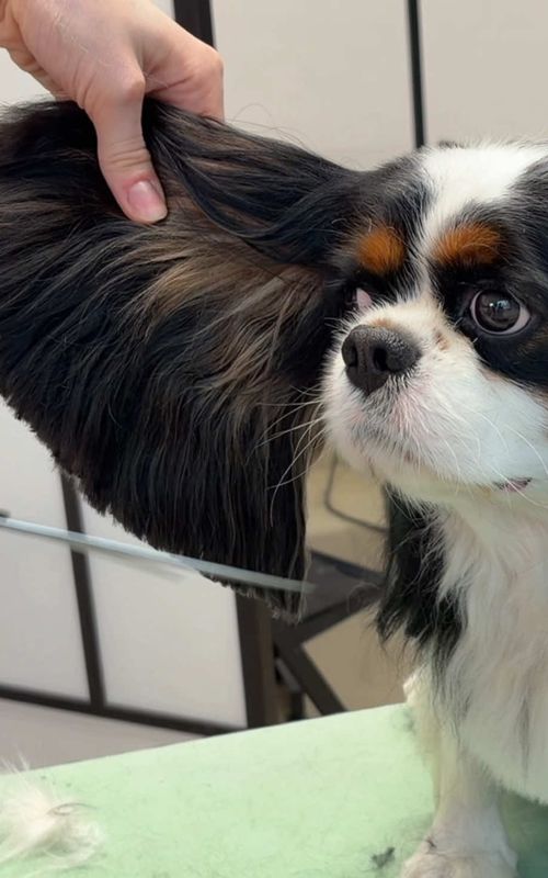 He didn't move once 😭 #cavalier #doggrooming #fyp 