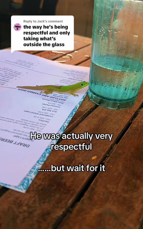 Replying to @Jack  Small Moments Big Thirst #funnyanimals #animalvideos #PetsOfTikTok #gecko #reptilesoftiktok 