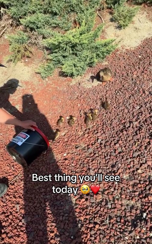 These firemen saved this duck’s babies ❤️ #wholesome #cute #ducks #baby #adorable (via char_ityo/IG)