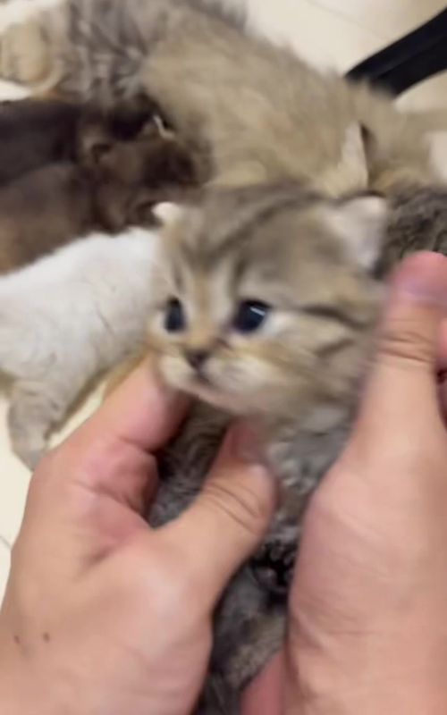 #cat #kitty #catsoftiktok #cute #fyp 