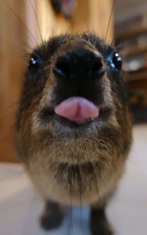A close up of my favorite untitled animal As a rock hyrax (Dassie), Calîne doesn’t scream #awawa but instead sticks out her tongue to detect chemicals in the air. Here she is hanging around the office at @DAKTARI Bush School 🐘 doing just that.  #exoticpets #animalantics #hyrax #funnywildlife 