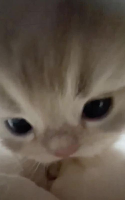 🥹#littlekitten #cute #littlebaby #meme #cat 