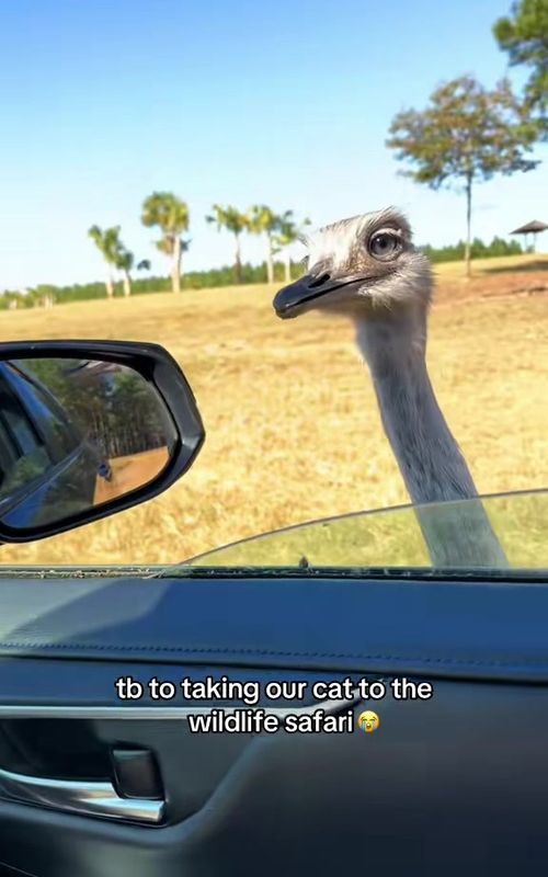 The reaction 😭 (🎥:@Char Hay) 