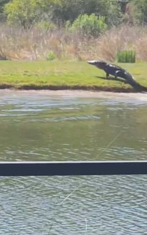 This is how fast the food chain reminds you who’s in charge 🐊 #alligators #wildlife #nature #animalbehavior #florida