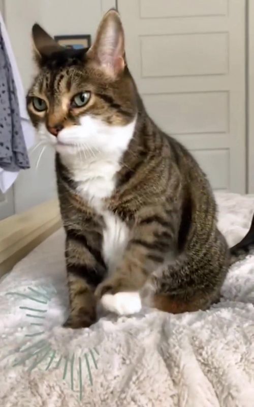 Cute Moment 😻#funny #pet #cute #cat #catsoftiktok #fyp #viral