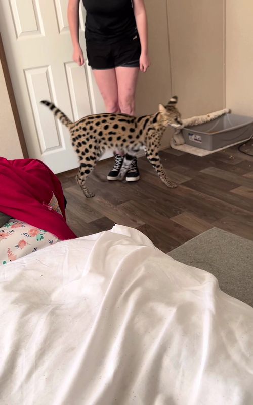 Excuse the messy room. Dembe likes to scatter his pellets on the floor. Is this how you thought he would sound? #africanserval #exoticcat #kittensoftiktok #exoticpetsoftiktok #kittensoftiktok2022 #exoticpets #savannahcatsoftiktok #tigerking #carolebaskin #zoo #fyp